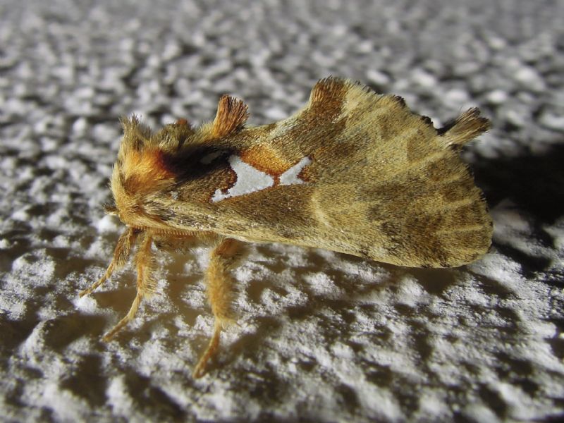 Spatalia argentina (Notodontidae)